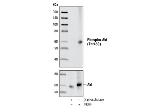Western Blotting Image 1: Phospho-Akt (Thr450) Antibody