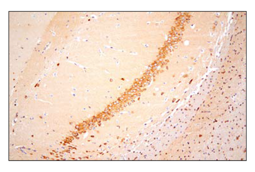 Immunohistochemistry Image 7: APP (E3F3P) Rabbit mAb (BSA and Azide Free)