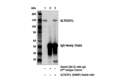 Immunoprecipitation Image 1: GLTSCR1L (E9K6F) Rabbit mAb