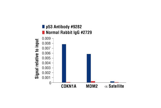 Chromatin Immunoprecipitation Image 1: p53 Antibody
