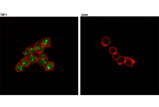 Immunofluorescence Image 1: MNDA (3C1) Rat mAb (Alexa Fluor® 488 Conjugate)