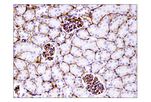 Immunohistochemistry Image 2: CD31 (PECAM-1) (D8V9E) XP® Rabbit mAb (BSA and Azide Free)