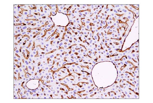 Immunohistochemistry Image 3: CD31 (PECAM-1) (D8V9E) XP® Rabbit mAb (BSA and Azide Free)