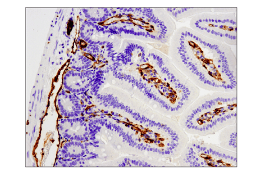 Immunohistochemistry Image 1: CD31 (PECAM-1) (D8V9E) XP® Rabbit mAb (BSA and Azide Free)