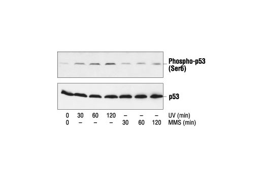 Western Blotting Image 1: Phospho-p53 (Ser6) Antibody