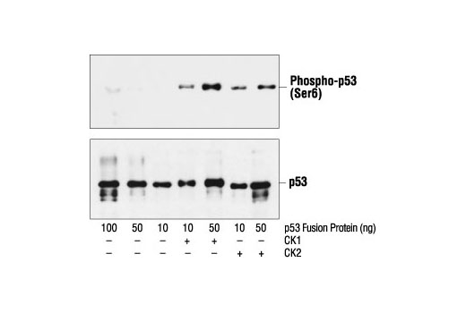 Western Blotting Image 2: Phospho-p53 (Ser6) Antibody