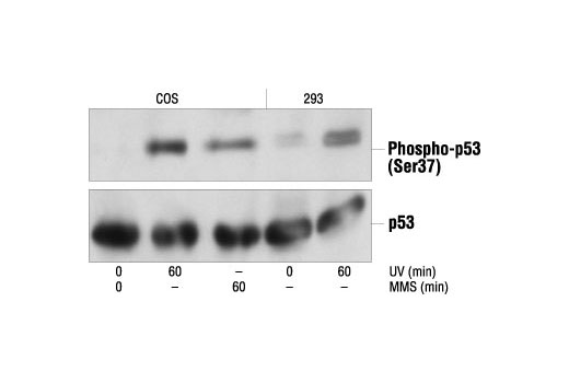 Western Blotting Image 1: Phospho-p53 (Ser37) Antibody