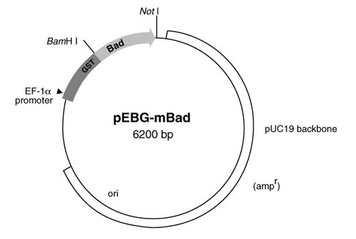  Image 1: PhosphoPlus® Bad (Ser112/136) Antibody Kit