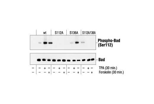 Western Blotting Image 1: Phospho-Bad (Ser112) Antibody