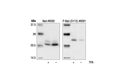 Western Blotting Image 2: Phospho-Bad (Ser112) Antibody