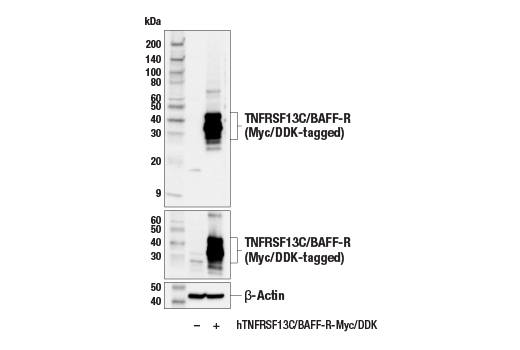 Western Blotting Image 2: TNFRSF13C/BAFF-R Antibody