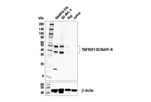 Western Blotting Image 1: TNFRSF13C/BAFF-R Antibody