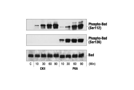 Western Blotting Image 2: Phospho-Bad (Ser136) Antibody