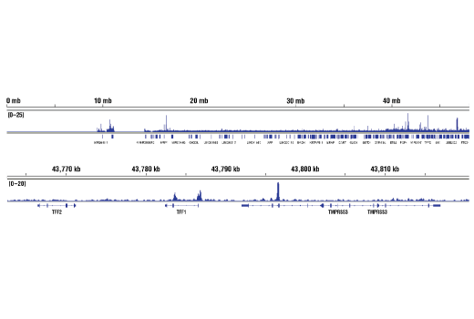 Chromatin Immunoprecipitation Image 2: ARID1B/BAF250B (E9J4T) Rabbit mAb