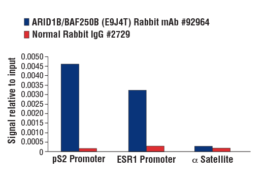 Chromatin Immunoprecipitation Image 3: ARID1B/BAF250B (E9J4T) Rabbit mAb