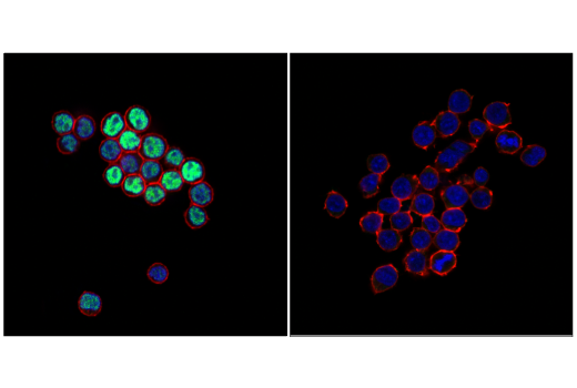 Immunofluorescence Image 1: PAX5 (D7H5X) XP® Rabbit mAb (BSA and Azide Free)