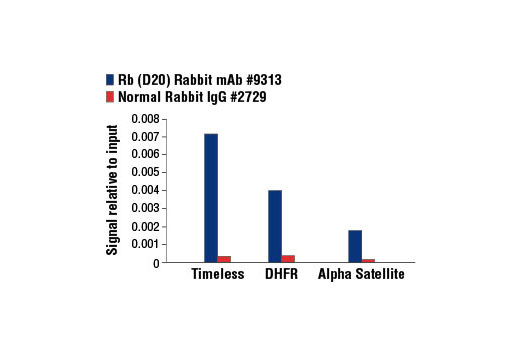 Chromatin Immunoprecipitation Image 1: Rb (D20) Rabbit mAb