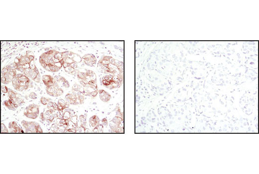 Immunohistochemistry Image 3: Phospho-GSK-3α (Ser21) (36E9) Rabbit mAb