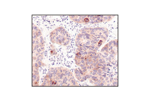Immunohistochemistry Image 4: Phospho-GSK-3α (Ser21) (36E9) Rabbit mAb