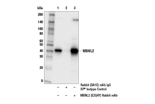 Immunoprecipitation Image 1: MBNL2 (E2Q4Y) Rabbit mAb