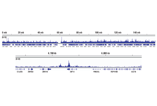 Chromatin Immunoprecipitation Image 2: ESET (D4M8R) XP® Rabbit mAb