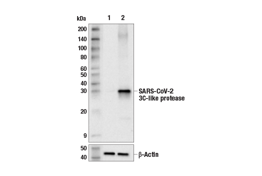 Western Blotting Image 1: SARS-CoV-2 3C-Like Protease (E9A1K) Rabbit mAb