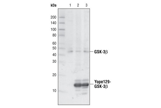 Western Blotting Image 1: GSK-3β-Tag Antibody