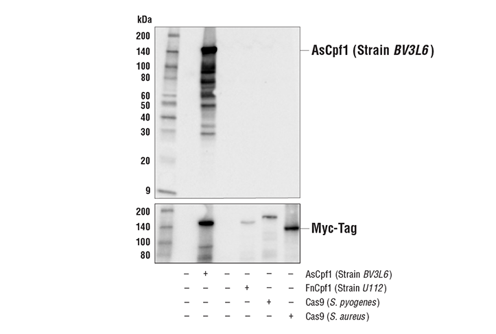 Western Blotting Image 1: AsCpf1/Cas12a (Strain BV3L6) (3D3-F7) Mouse mAb
