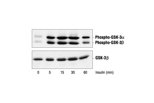 Western Blotting Image 1: Phospho-GSK-3α/β (Ser21/9) Antibody