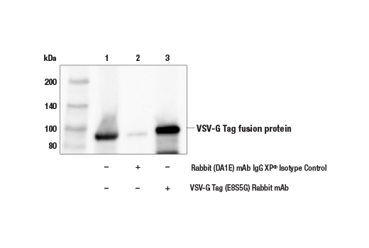 Immunoprecipitation Image 1: VSV-G Tag (E8S5G) Rabbit mAb