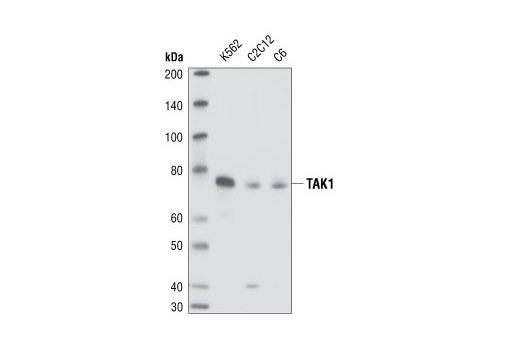 Western Blotting Image 2: Phospho-TAK1 (Ser412) Antibody