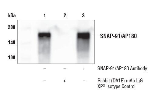 Immunoprecipitation Image 1: SNAP-91/AP180 Antibody