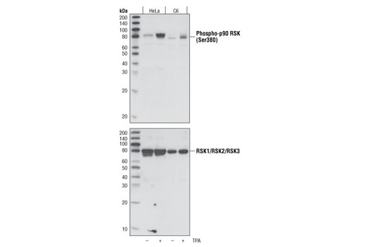 Western Blotting Image 1: Phospho-p90RSK (Ser380) Antibody