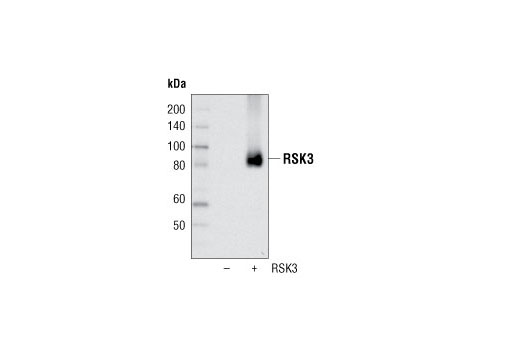 Western Blotting Image 2: RSK3 Antibody