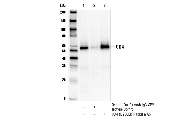 Immunoprecipitation Image 1: CD4 (D2E6M) Rabbit mAb