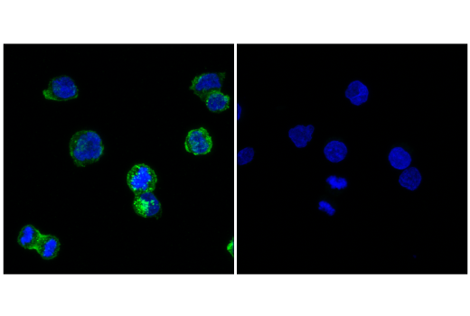 Immunofluorescence Image 1: CD4 (D2E6M) Rabbit mAb