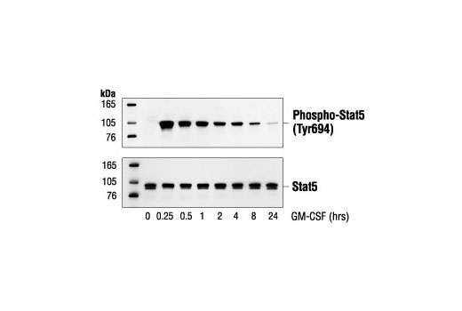 Western Blotting Image 1: Phospho-Stat5 (Tyr694) Antibody