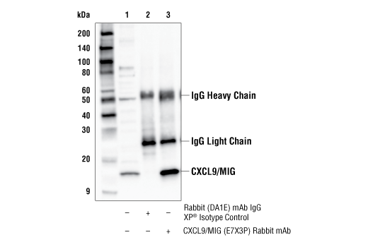 Immunoprecipitation Image 1: CXCL9/MIG (E7X3P) Rabbit mAb