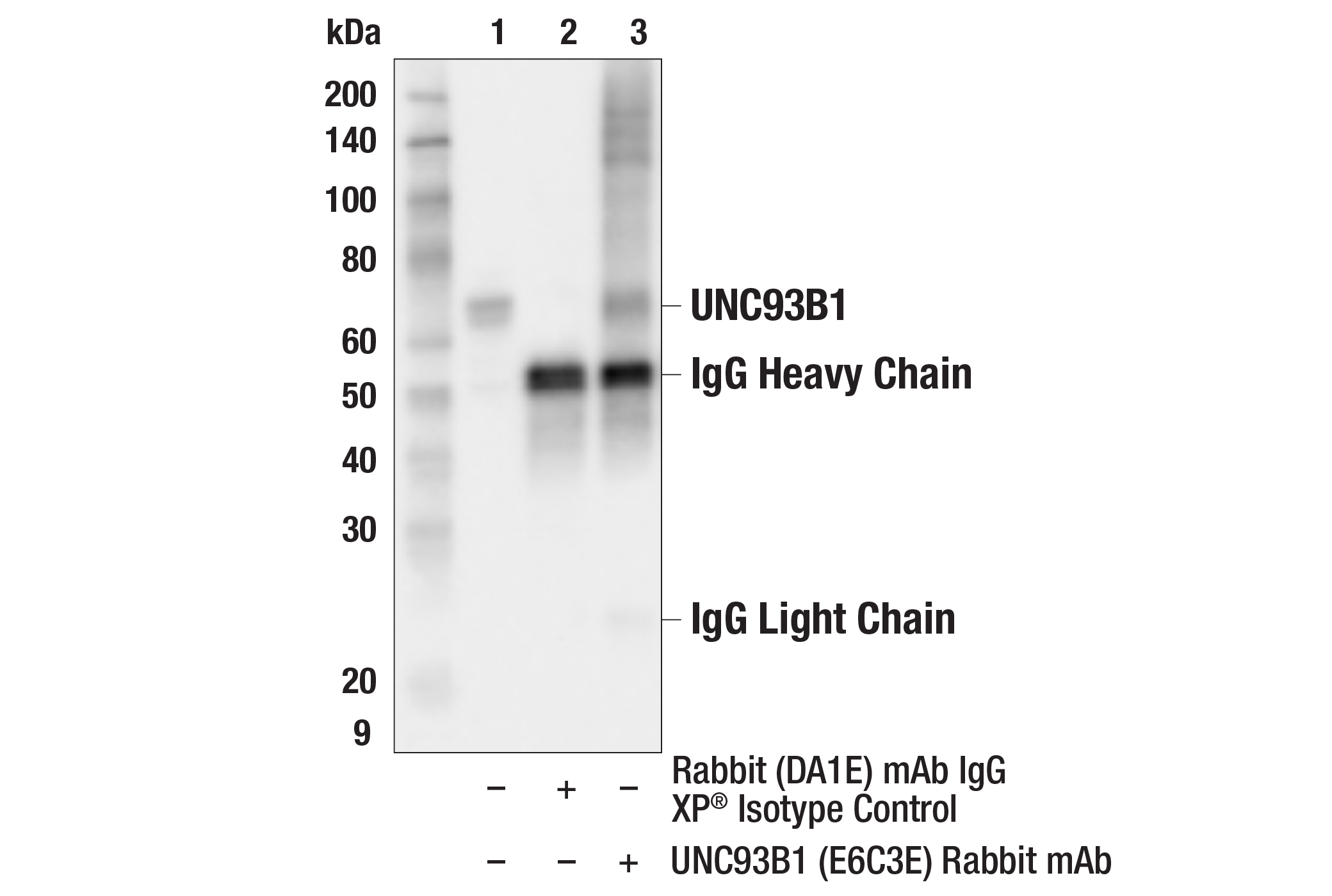 Immunoprecipitation Image 1: UNC93B1 (E6C3E) Rabbit mAb