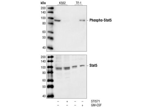 Western Blotting Image 1: Phospho-Stat5 (Tyr694) (14H2) Mouse mAb