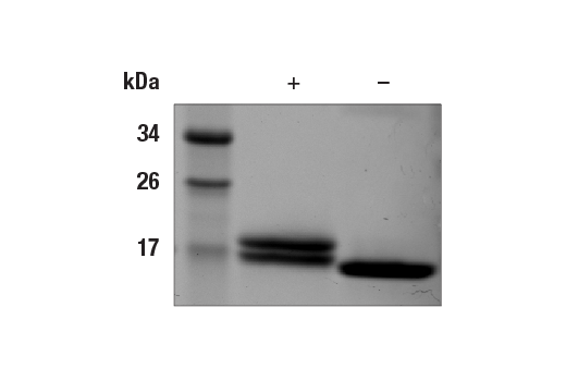  Image 1: Human IFN-α 2a Recombinant Protein