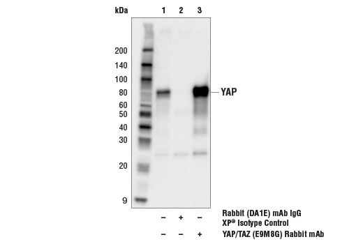 Immunoprecipitation Image 1: YAP/TAZ (E9M8G) Rabbit mAb