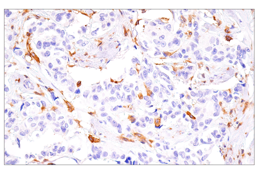 Immunohistochemistry Image 3: DAP12 (E8P9U) Rabbit mAb (BSA and Azide Free)