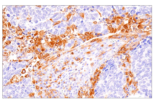 Immunohistochemistry Image 1: DAP12 (E8P9U) Rabbit mAb (BSA and Azide Free)