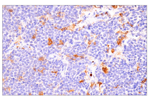 Immunohistochemistry Image 2: DAP12 (E8P9U) Rabbit mAb (BSA and Azide Free)