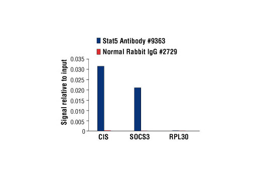 Chromatin Immunoprecipitation Image 1: Stat5 Antibody