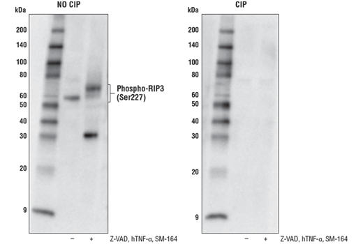  Image 2: PhosphoPlus® RIP3 (Ser227) Antibody Duet