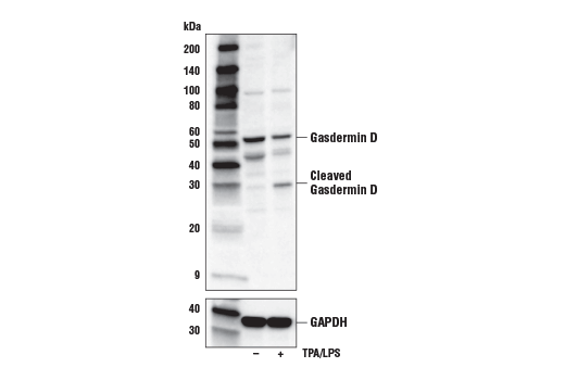 Western Blotting Image 2: Gasdermin D (L60) Antibody