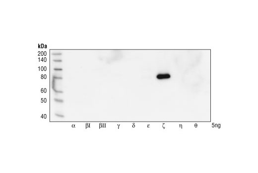 Western Blotting Image 1: PKCζ Antibody
