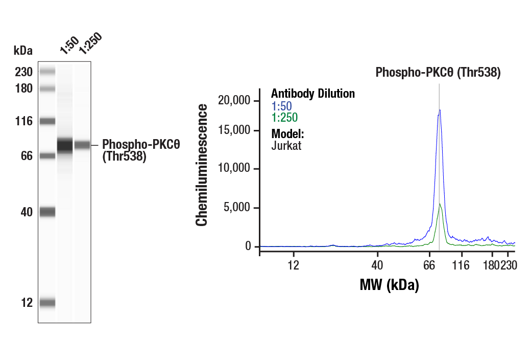 Western Blotting Image 2: Phospho-PKCθ (Thr538) Antibody